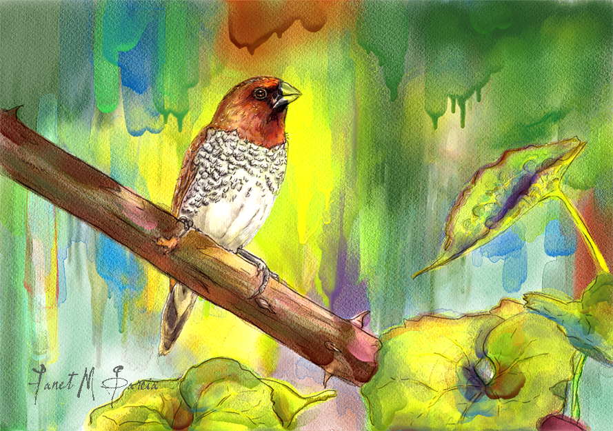 Digital Watercolor - Pinizon Canella Bird