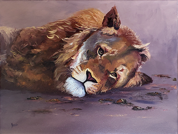 Resting Lion - Oil Painting