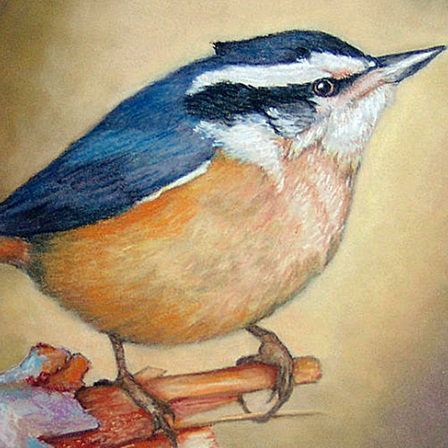 Red-Breasted Nuthatch Bird